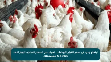 ارتفاع جديد في سعر الفراخ البيضاء.. تعرف على أسعار الدواجن اليوم الأحد 17-8-2025 للمستهلك